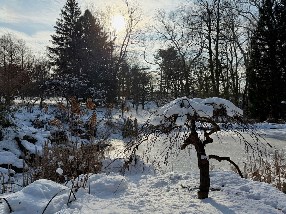 A dwarf weeping redbud (Cercis canadensis _Covey_) is capped with snow at the edge of the Pond Garden. LR