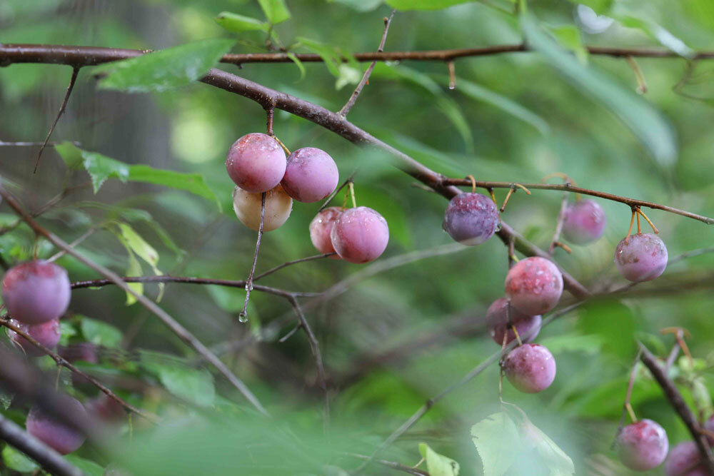 American plum (Prunus americana) is a native plum found in the Creek Garden and Bells Woodland. LR
