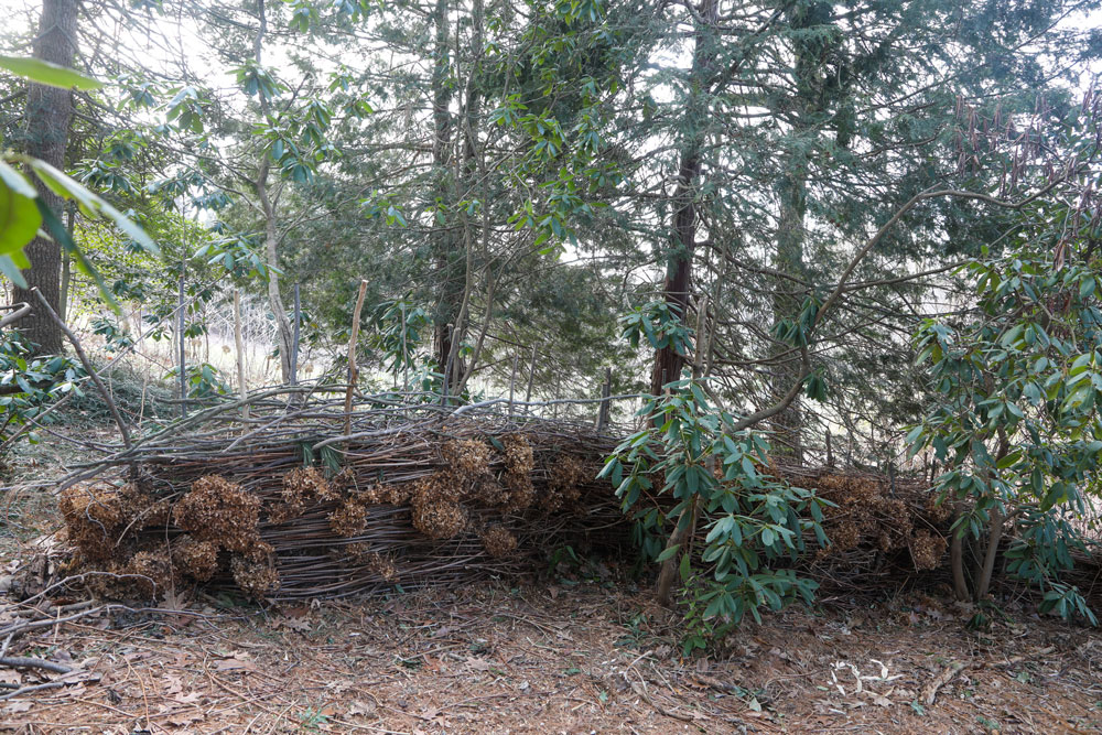 Constructed from woven hydrangea cutbacks, a dead hedge offers an aesthetic way to recycle seasonal trimmings while creating wildlife habitat. LR