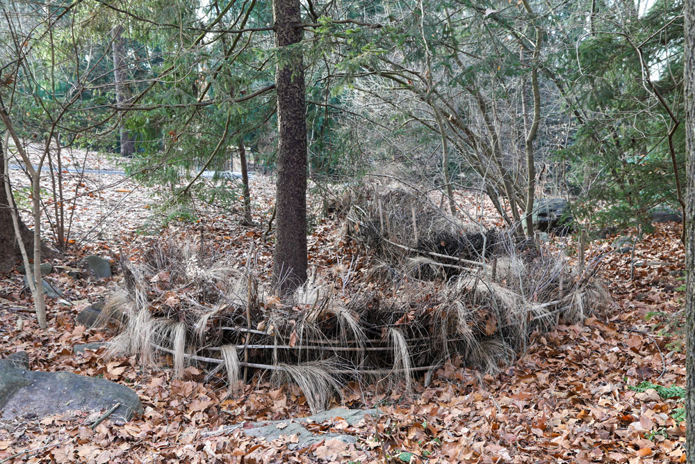 In its second year, a dead hedge near the Pond Garden is accented with love grass cutbacks. LR