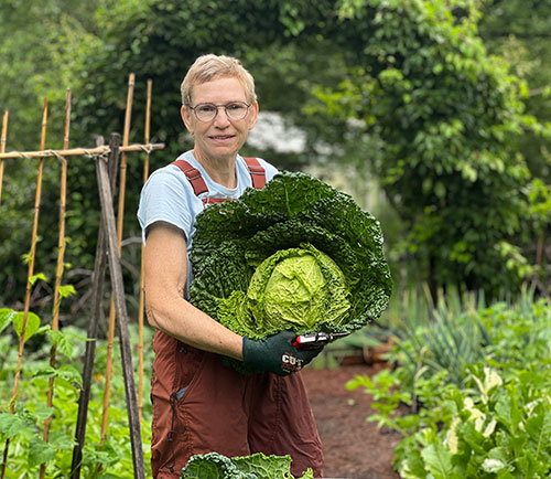 Assistant Horticulturist Cindy Mead harvests Savoy cabbage in the Vegetable Garden.
