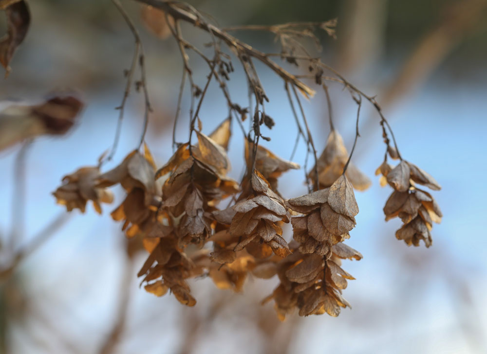 Non-fertile seed heads of oakleaf hydrangea (Hydrangea quercifolia _Snowflake_) persist into the winter in the Ruin Garden. LR