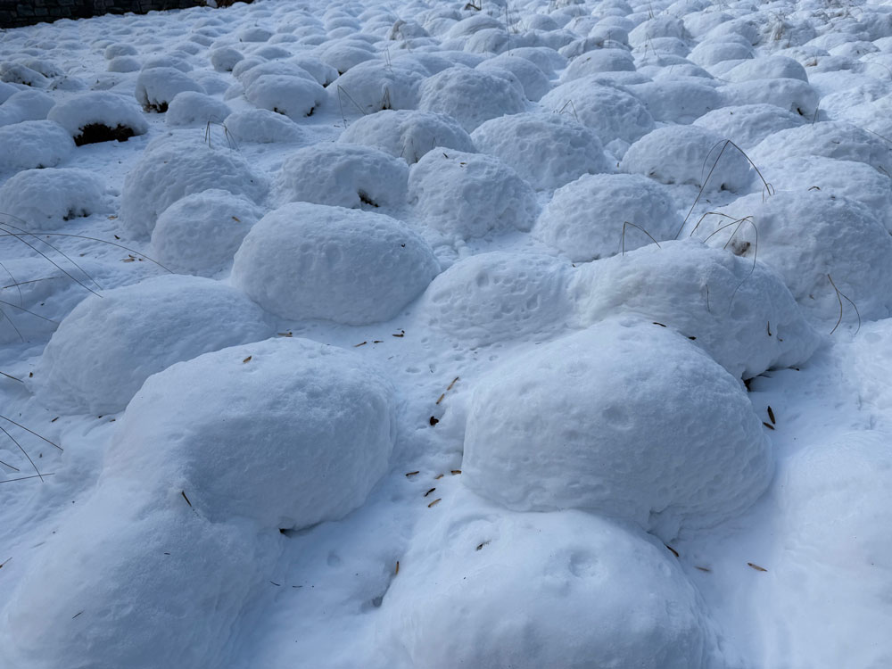 Prairie dropseed in the Sporobolus Meadow lies disguised under a coat of snow. LR