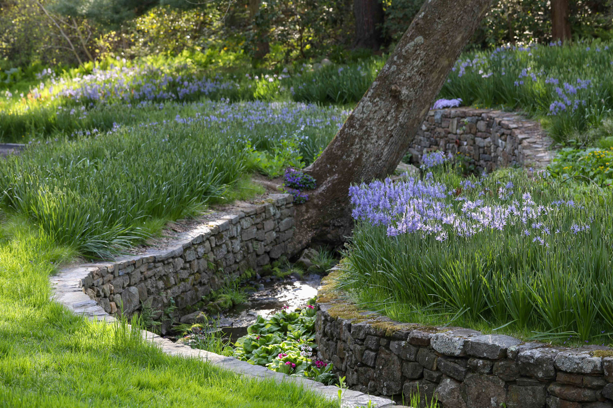 Along Bells Run Creek, Camassia leichtlinii subsp. suksdorfii 'Blauwe Donau' has begun to open blue starry flowers LR
