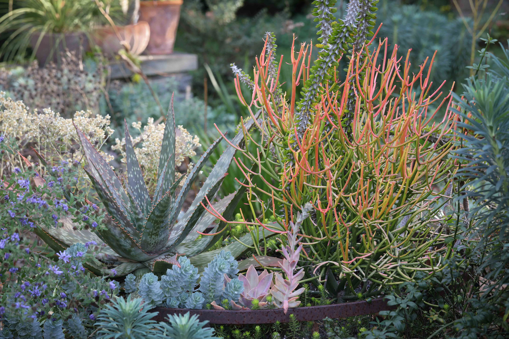 Aloe, Euphorbia 'Sticks on Fire' and other succulents fill a container outside the Ruin. LR