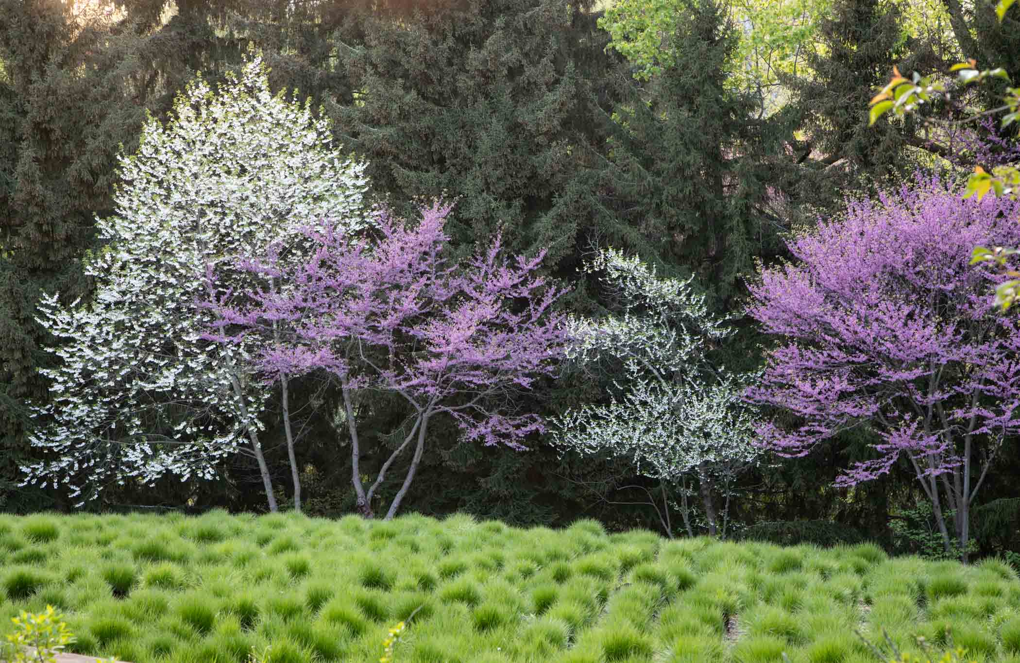 Mountain silverbell and pink and white redbuds stand out against the backdrop of Oriental spruces at the edge of the Sporobolus Meadow. LR