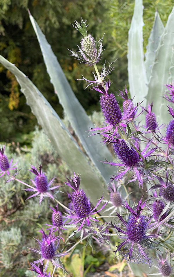 The purple flowers and bracts of Leavenworth's eryngo (Eryngium leavenworthii) stand out against a century plant (Agave americana) in the Gravel Garden. CF
