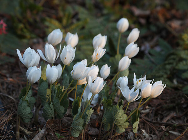 Bloodroot