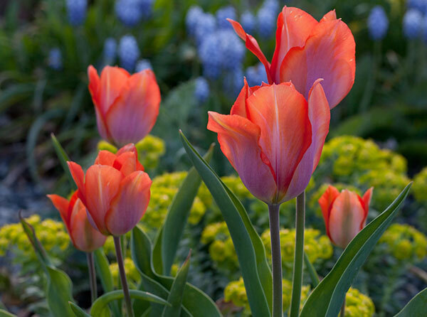 Tulip and Euphorbia